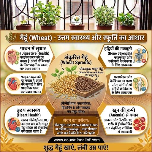Wheat Benefits in Hindi