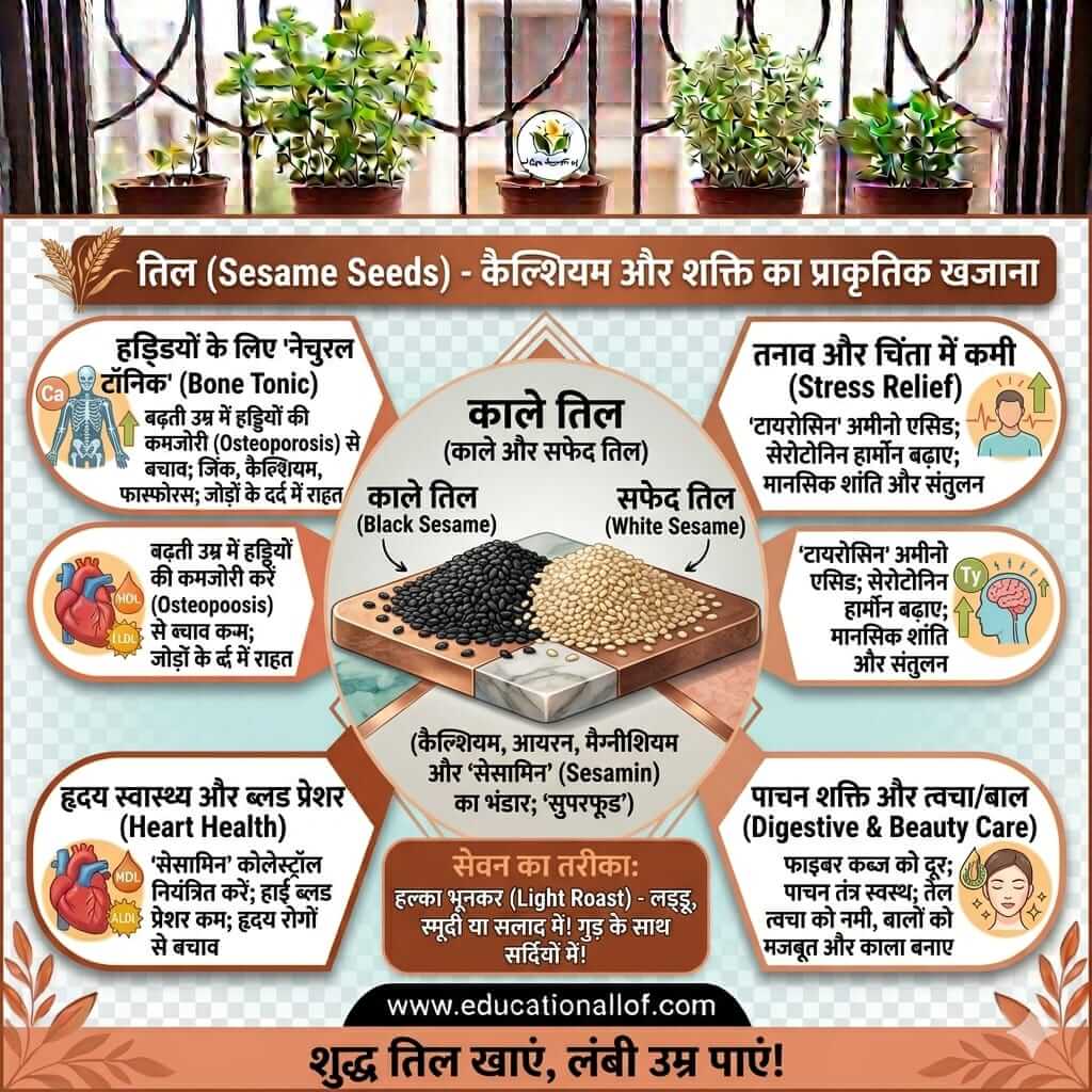 Sesame Seeds Benefits in Hindi