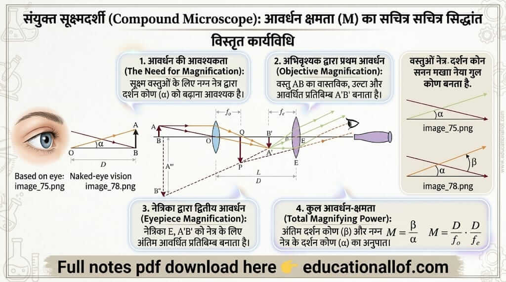 संयुक्त सूक्ष्मदर्शी (Compound Microscope) by educationallof