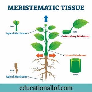 Meristematic Tissue by educationallof