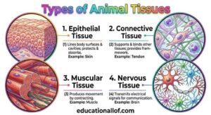 Animal tissue by educationallof