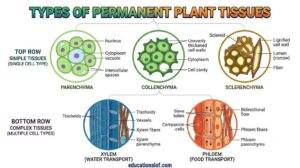 Permanent Tissue by educationallof 