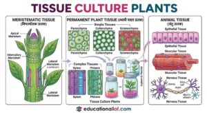 Tissue culture plants by educationallof 